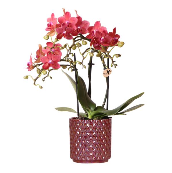 Red phalaenopsis orchid Congo + Pearl Pot red - Ø9cm - Flowering houseplant