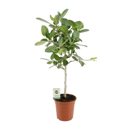 Ficus Benghalensis Petite Audrey - ↕75cm - Ø21cm
