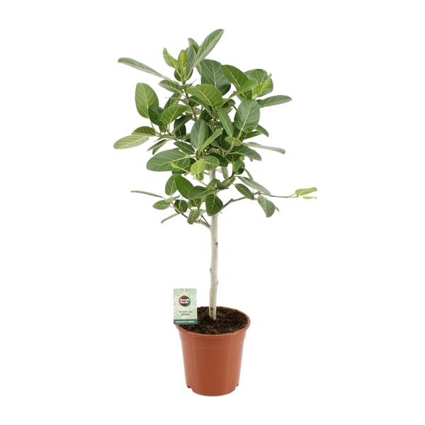 Ficus Benghalensis Petite Audrey - ↕75cm - Ø21cm