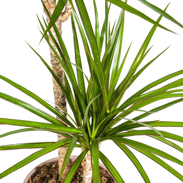 Dracaena Marginata Green - ↕80cm - Ø19cm - Drakenplant