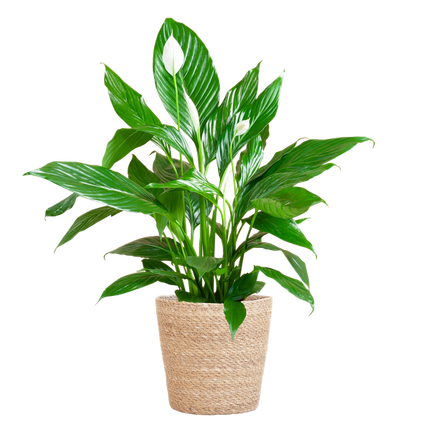 Spathiphyllum avec panier Sofia naturel - Lys de la paix - ↕80cm - Ø21cm