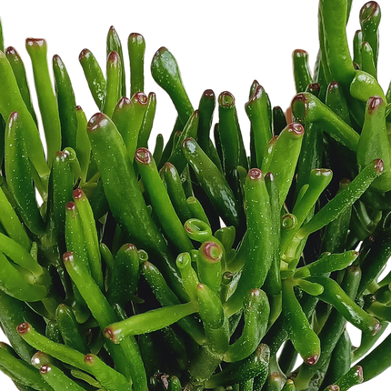 Crassula gollum ↕35cm - Ø17cm