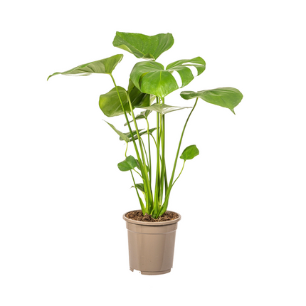 Monstera Deliciosa Tauerii - ↕60cm - Ø17cm - Hole plant