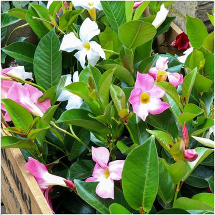 Dipladenia white - Mandevilla wit - ↕25cm - Ø12cm - 6x