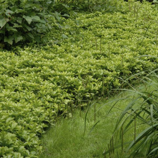 Pachysandra Terminalis 'Green Carpet' - Schaduwkruid - ↕10-25cm - Ø9cm - Bodembedekker - 12x