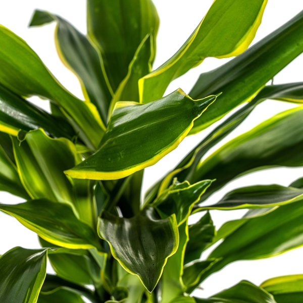 Dracaena Fragrans Golden Coast - ↕100cm - Ø21cm - Drakenplant
