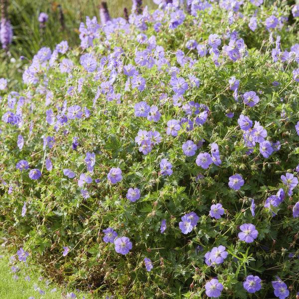 Geranium Rozanne - ↕10-25cm - Ø9cm - Ooievaarsbek - Bodembedekker - 6x