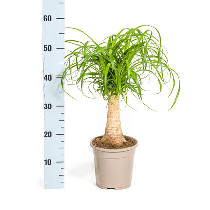 Beaucarnea Recurvata Stem - Elephant's Foot Plant - ↕50cm - Ø17cm
