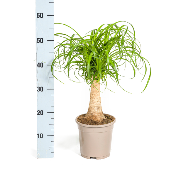 Beaucarnea Recurvata Stam - ↕50cm - Ø17cm - Olifantenpoot Plant