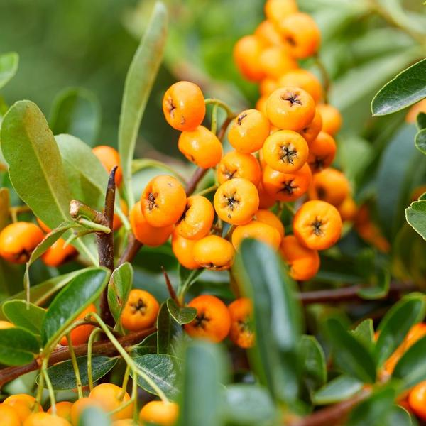 Pyracantha Coccinea Sunny Star - Vuurdoorn - ↕60cm - Ø12cm - 2x