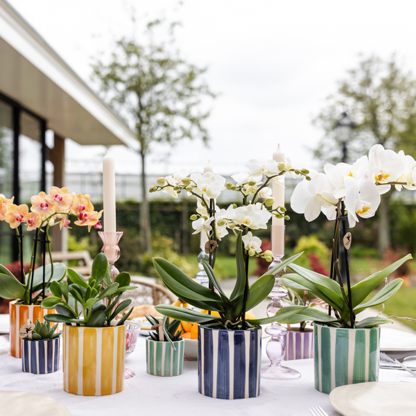 Witte phalaenopsis orchidee Lausanne + Painted Stripe sierpot turquoise - Ø9cm - Bloeiende kamerplant
