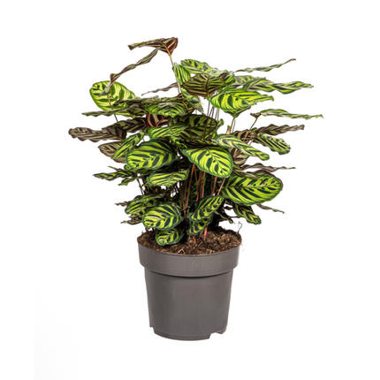 Calathea Makoyana - ↕70cm - Ø27cm