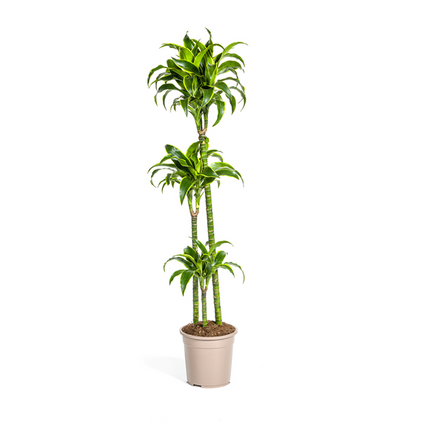Dracaena Deremensis Dorado - ↕130cm - Ø24cm