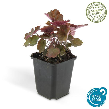 Heuchera Micrantha 'Palace Purple' - Purperklokje - ↕10-25cm - Ø9cm - 6x