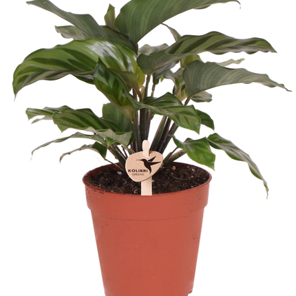 Calathea - Plante d'intérieur verte - Ø9cm - Kolibri Greens