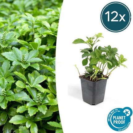 Pachysandra Terminalis 'Green Carpet' - Grøn Tæppe - ↕10-25cm - Ø9cm - Bunddække - 12x