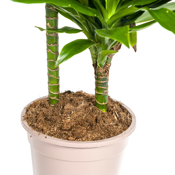 Dracaena Deremensis Green Jewel - ↕80cm - Ø19cm