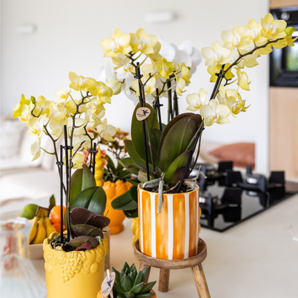 Maison pour colibri | Rayure peinte - Orange - Ø9cm