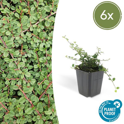 Cotoneaster Procumbens 'Queen of Carpets' - ↕10-25 cm - Ø9 cm - Bodendecker - Beetpflanze - 6 Stück