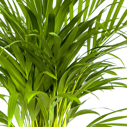 Areca Palm (Dypsis Lutescens) - Goudpalm - ↕90cm - Ø19cm