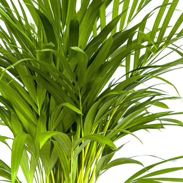 Areca-palme (Dypsis Lutescens) - Gylden palme - ↕90cm - Ø19cm