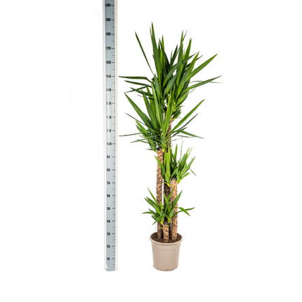 Yucca Elephantipes - ↕160cm - Ø27cm