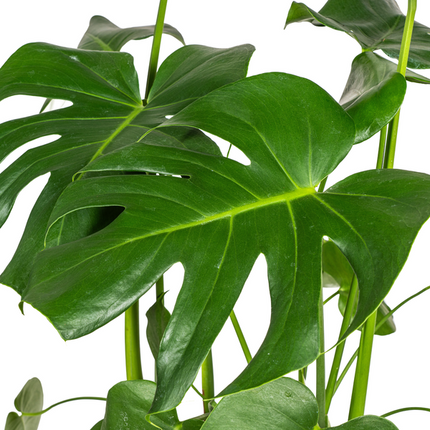 Monstera Deliciosa Tauerii - ↕80cm - Ø21cm - Hole plant