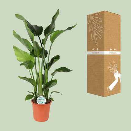Strelitzia Nicolai - ↕110cm - Ø24cm