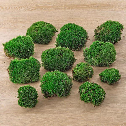Mos Terrarium - Live Cushion Moss - Premium Fresh Moss - 12x (4 bags)