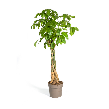Pachira Aquatica - Pengetræ - ↕170-180cm - Ø30cm