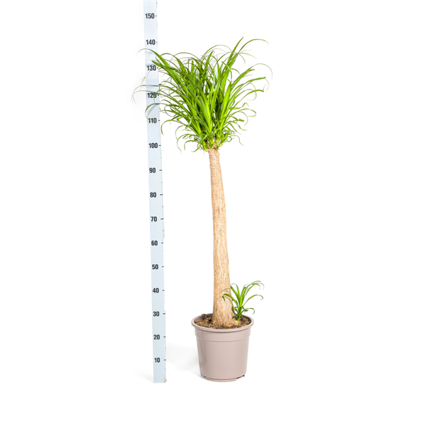 Beaucarnea Recurvata Stam - ↕120cm - Ø27cm - Olifantenpoot Plant