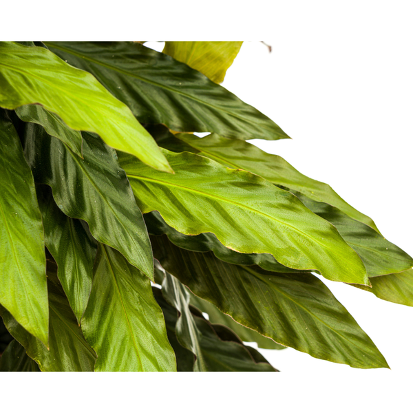 Calathea Rufibarba - ↕70cm - Ø27cm