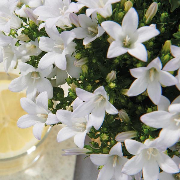 Campanula Addenda - Klokjesbloem wit Ø12cm - 2m2 bodembedekker - 12 stuks - Ambella white - tuinplanten - winterhard