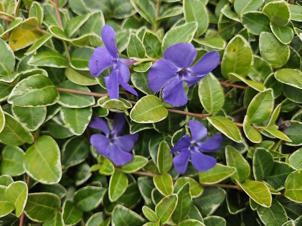 Vinca minor 'Ralph Shugert' - Kleine Maagdenpalm - ↕10-25cm - Ø9cm - Bodembedekker - 60x