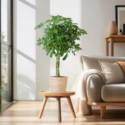 Schefflera Arab Nora with Basket Sofia natural - ↕70cm - Ø21cm