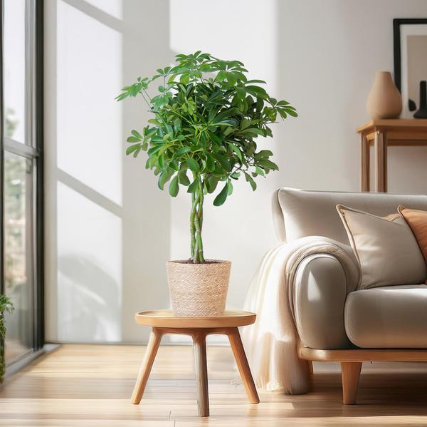 Schefflera Arab Nora with Basket Sofia natural - ↕70cm - Ø21cm