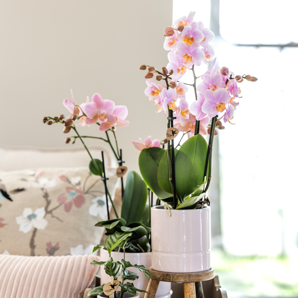 Plantenset Valentijn 'Pastel Pink' - Roze Phalaenopsis Orchidee Portugal en Succulent incl. keramieken sierpotten