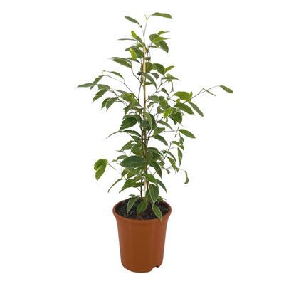 Ficus Benjamina Golden King - ↕70cm - Ø17cm