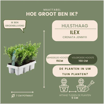 Ilex crenata 'Jenny' - ↕15cm - Ø7cm - 12x