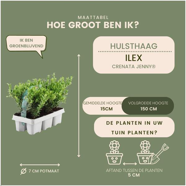 Ilex Crenata 'Jenny' - ↕15cm - Ø7cm - 12x