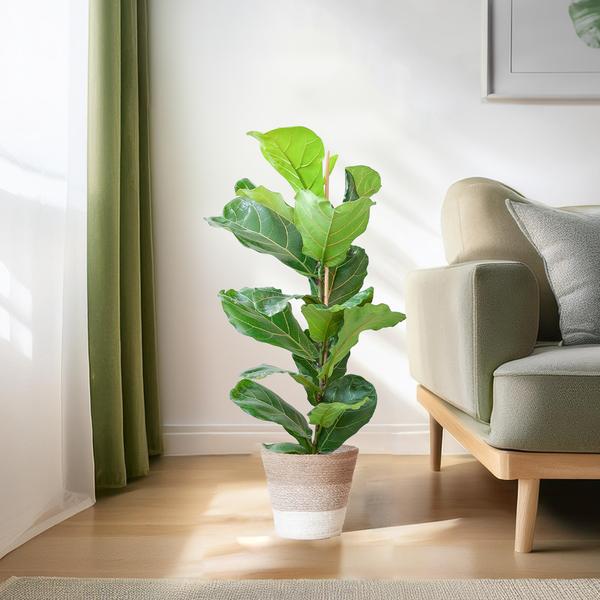 Ficus Lyrata met Mand Lissabon wit - ↕80cm - Ø21cm