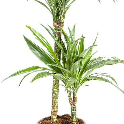 Dracaena Deremensis Hvidstribet - ↕80cm - Ø19cm