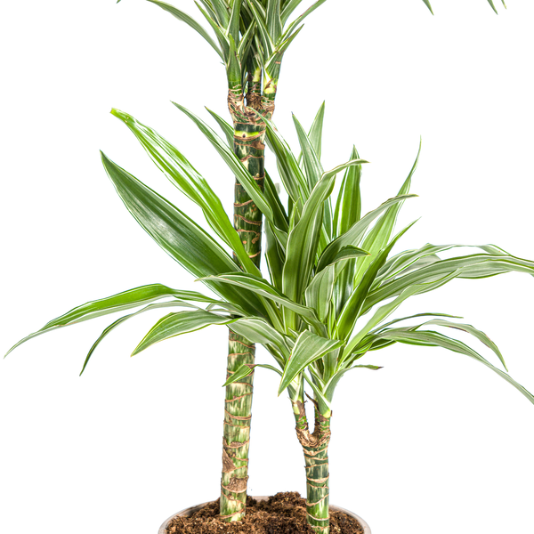 Dracaena Deremensis White Stripe - ↕80cm - Ø19cm