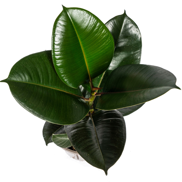 Ficus Elastica Robusta - ↕55cm Ø17cm