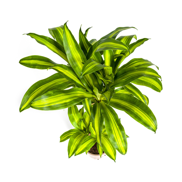 Dracaena Fragrans Massangeana - ↕100cm - Ø21cm - Drakenplant