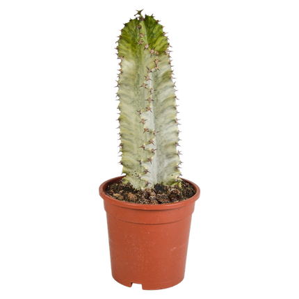 Euphorbia Marmorata - Ø17cm