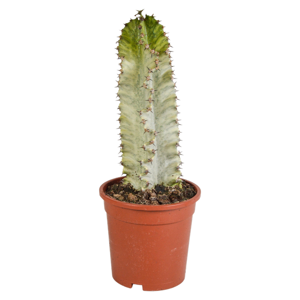 Euphorbia Marmorata - Ø17cm