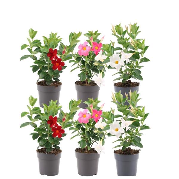 Mezcla de Dipladenia - 2 x Mandevilla rosa - 2 x Mandevilla blanca - 2 x Mandevilla roja - ↕25cm - Ø12cm