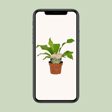 Asplenium Nidus - ↕35cm - Ø12cm - Helecho nido