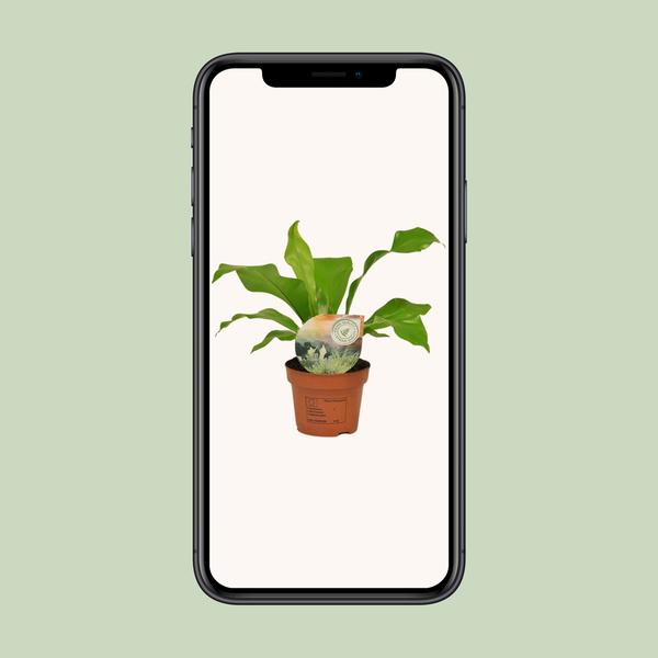 Asplenium Nidus - ↕35cm - Ø12cm - Nestvaren